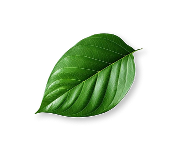 Why This Temple Matters?